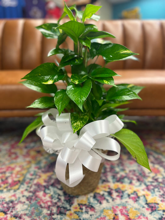 6 INCH POTHOS POLE IVY