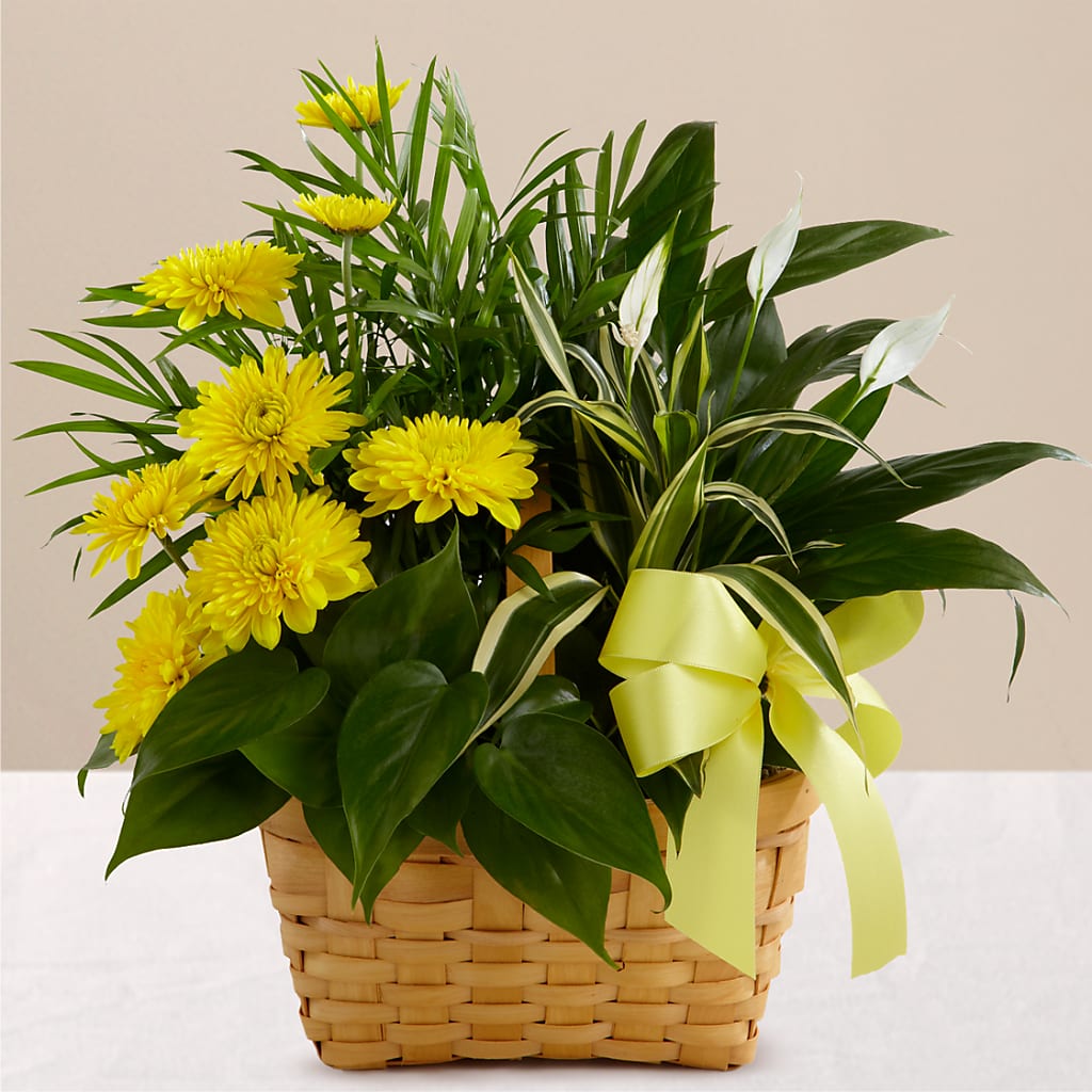 Loving Light Dishgarden – THE FLOWER BOX & GIFTS, Sweetwater TX