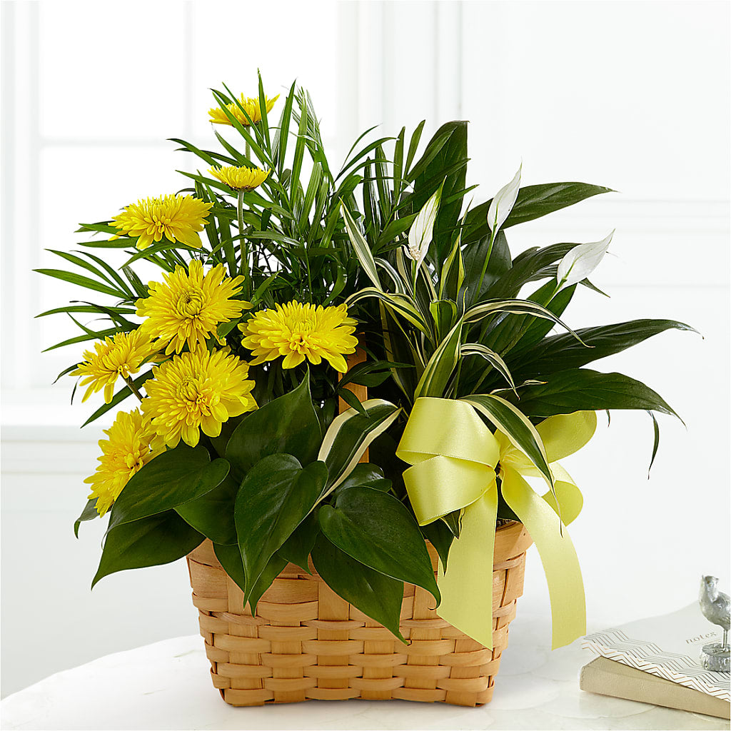 Loving Light Dishgarden – THE FLOWER BOX & GIFTS, Sweetwater TX