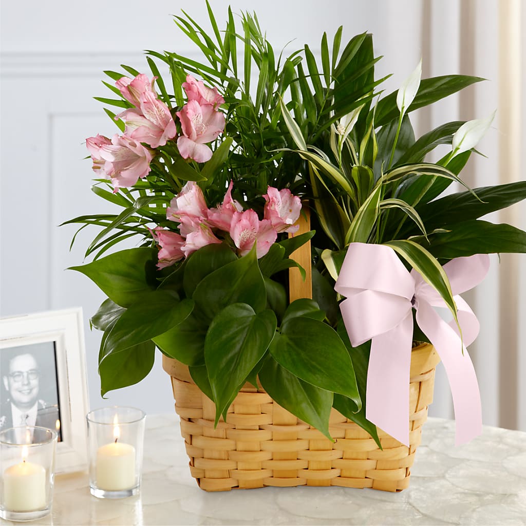 Living Spirit Dishgarden – THE FLOWER BOX & GIFTS, Sweetwater TX