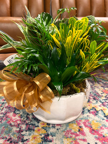 10 inch Dish Garden – THE FLOWER BOX & GIFTS, Sweetwater TX