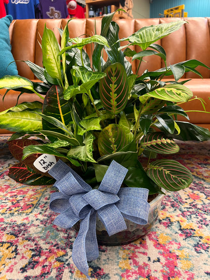 12 Inch Dish Garden – THE FLOWER BOX & GIFTS, Sweetwater TX