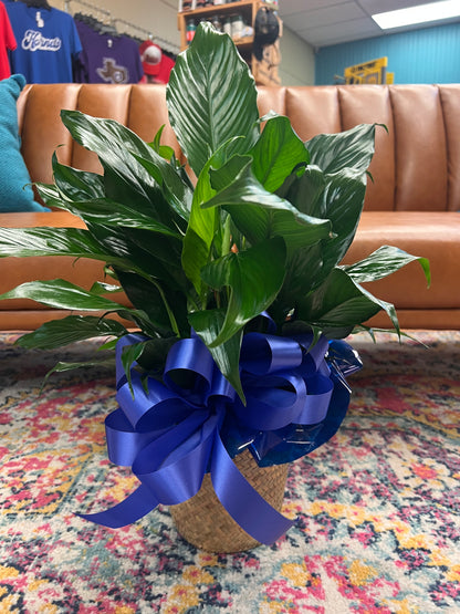 6" Peace lily (Spathiphyllum) – THE FLOWER BOX & GIFTS, Sweetwater TX