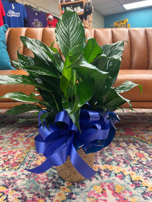 6" Peace lily (Spathiphyllum)