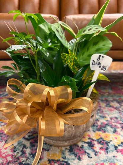 8 inch Dish Garden – THE FLOWER BOX & GIFTS, Sweetwater TX