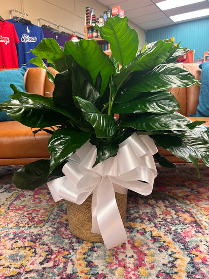 8" Peace Lily (Spathiphyllum) – THE FLOWER BOX & GIFTS, Sweetwater TX