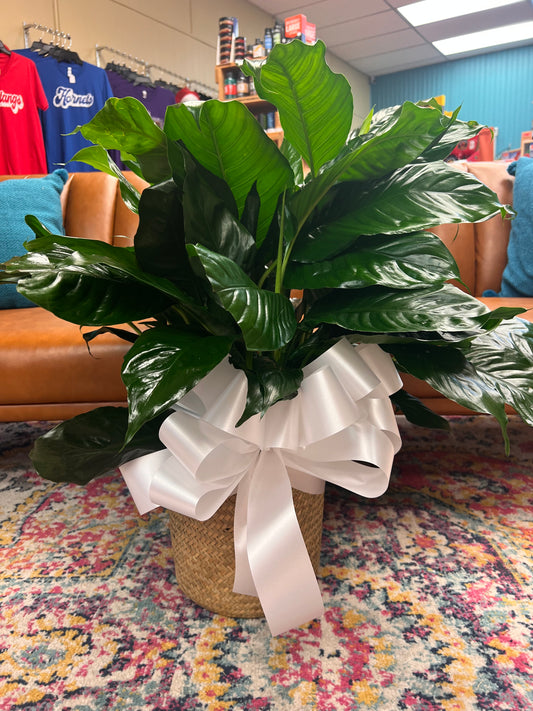 8" Peace Lily (Spathiphyllum)