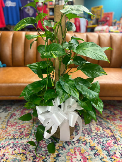 8 Inch Pothos Pole Ivy – THE FLOWER BOX & GIFTS, Sweetwater TX