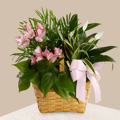 Living Spirit Dishgarden – THE FLOWER BOX & GIFTS, Sweetwater TX